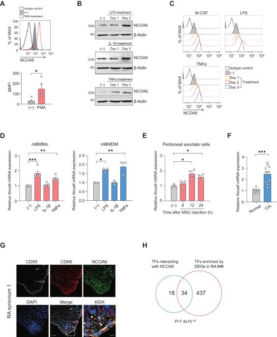 Nuclear receptor coactivator 6 is a critical regulator of NLRP3 inflammasome activation and gouty arthritis