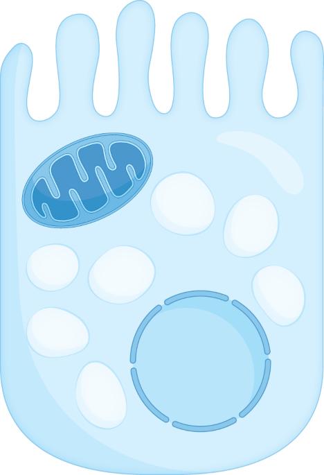 Intestinal mitochondria and dietary lipids