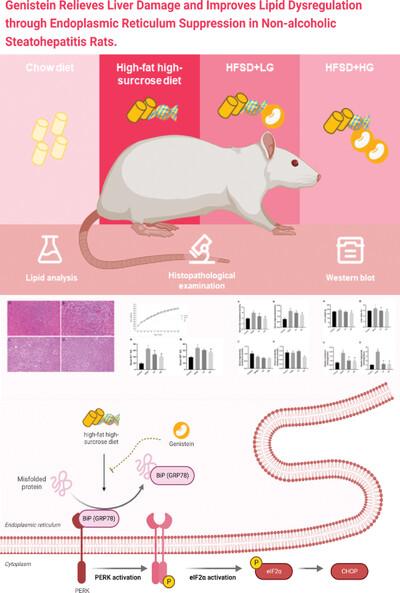 Genistein relieves liver damage and improves lipid dysregulation through endoplasmic reticulum suppression in nonalcoholic steatohepatitis rats