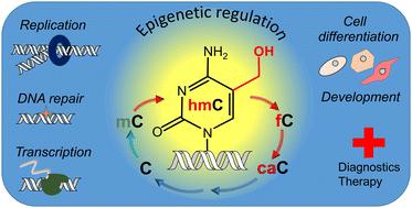 5-Hydroxymethylcytosine: the many faces of the sixth base of mammalian DNA