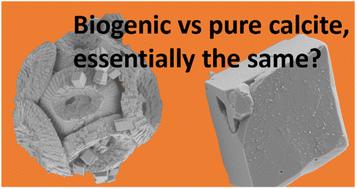 Controlling crystallisation and dissolution of biogenic CaCO3via dissolved magnesium cations†