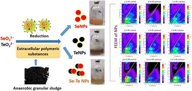 Role of extracellular polymeric substances in selenite and tellurite reduction by waste activated and anaerobic sludge†