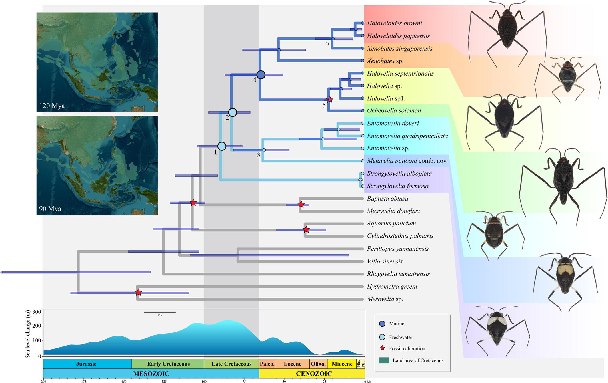 Phylogenomic reconstruction illuminates the evolutionary history of freshwater to marine transition in the subfamily Haloveliinae (Hemiptera: Heteroptera: Veliidae)