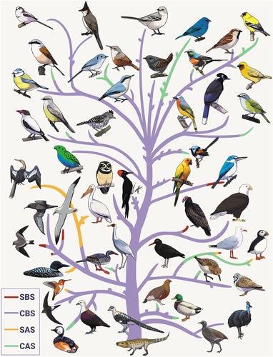 Moult terminology: envisioning an evolutionary approach