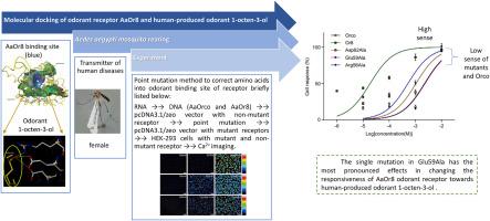 A single mutation in the mosquito (Aedes aegypti) olfactory receptor 8 causes loss of function to 1-octen-3-ol