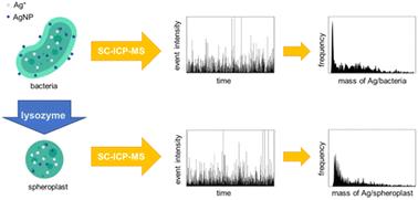 Performance of single-cell ICP-MS for quantitative biodistribution studies of silver interactions with bacteria†