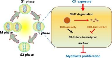 Cigarette smoking inhibits myoblast regeneration by promoting proteasomal degradation of NPAT protein and hindering cell cycle progression