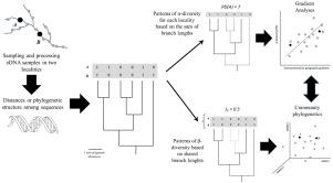 Environmental DNA and biodiversity patterns: a call for a community phylogenetics approach