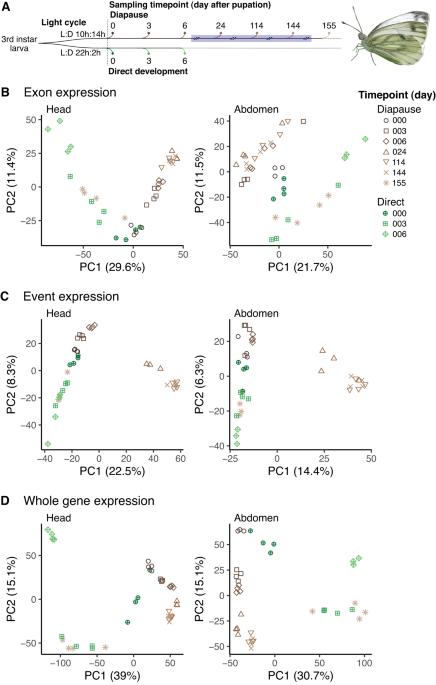 Genetic constraints in genes exhibiting splicing plasticity in facultative diapause