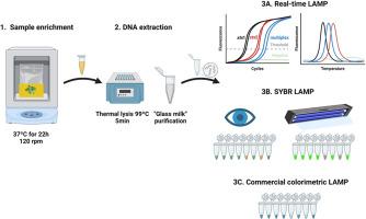 Moving towards on-site detection of Shiga toxin-producing Escherichia coli in ready-to-eat leafy greens