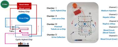 A three-dimensional (3D) liver–kidney on a chip with a biomimicking circulating system for drug safety evaluation