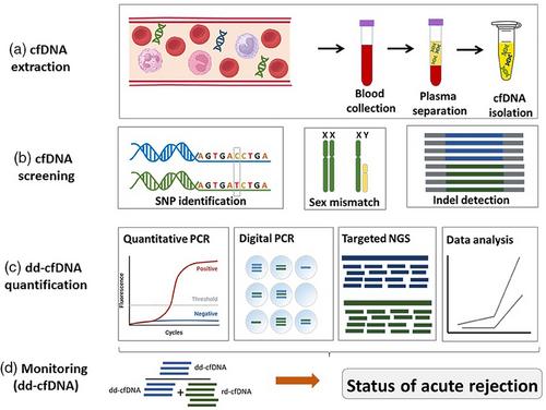 Non-invasive molecular biomarkers for monitoring solid organ transplantation: A comprehensive overview