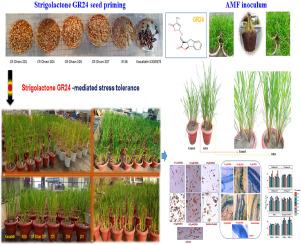 Strigolactone GR24-mediated mitigation of phosphorus deficiency through mycorrhization in aerobic rice