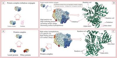 Molecular forces driving protein complexation of lentil and whey proteins: Structure-function relationships of trehalose-conjugated protein complexes on protein digestibility and solubility