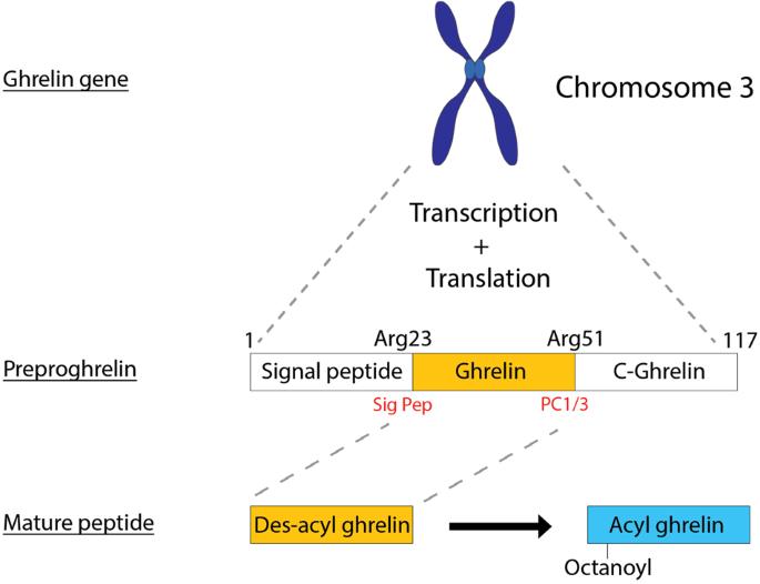 Ghrelin mediated cardioprotection using in vitro models of oxidative stress