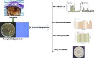 Evaluation of the probiotic potential of yeast isolated from kombucha in New Zealand