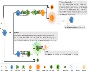 Advancement in the development of gene/protein-based vaccines against African swine fever virus