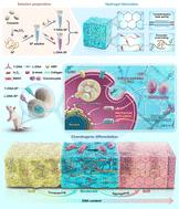Dual-network DNA–silk fibroin hydrogels with controllable surface rigidity for regulating chondrogenic differentiation†