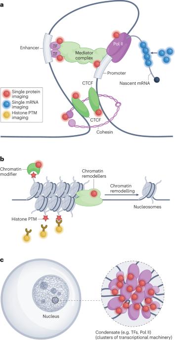 Real-time single-molecule imaging of transcriptional regulatory networks in living cells