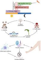 Clockwork intruders: Do parasites manipulate their hostsʼ circadian rhythms?