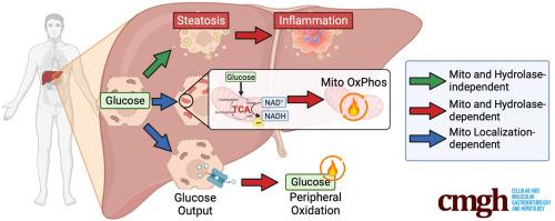 A Structure-function Analysis of Hepatocyte Arginase 2 Reveals Mitochondrial Ureahydrolysis as a Determinant of Glucose Oxidation