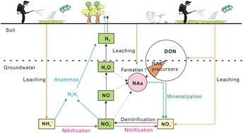 Impact of agricultural activities on the occurrence of N-nitrosamines in an aquatic environment†