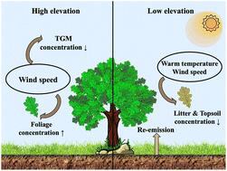 Atmospheric mercury uptake and accumulation in forests dependent on climatic factors†