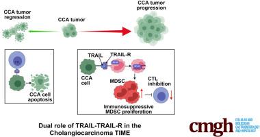 Noncanonical TRAIL Signaling Promotes Myeloid-Derived Suppressor Cell Abundance and Tumor Growth in Cholangiocarcinoma