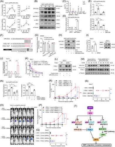 AP4 induces JNK1 and a miR-22-3p/FOSL1 feed-forward loop to activate AP-1 and promote colorectal cancer metastasis