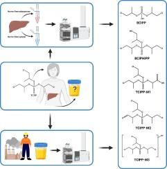 Investigation of in vitro biotransformation of tris (1-chloro-2-propyl) phosphate and confirmation in human urine