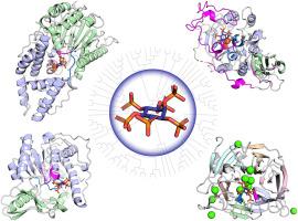 Structural and functional profile of phytases across the domains of life