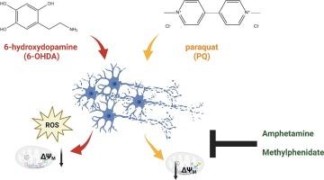 Protective effects of amphetamine and methylphenidate against dopaminergic neurotoxicants in SH-SY5Y cells