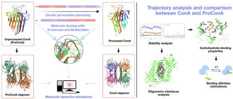 Computational insights into the circular permutation roles on ConA binding and structural stability