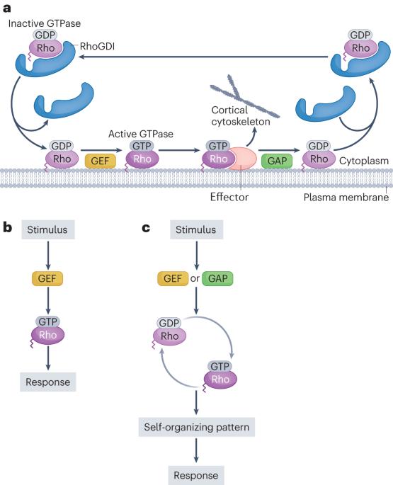 Patterning of the cell cortex by Rho GTPases