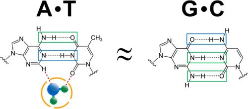 Hydration Waters Make Up for the Missing Third Hydrogen Bond in the A·T Base Pair