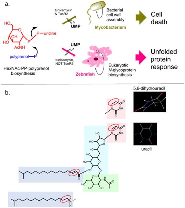 The tunicamycin derivative TunR2 exhibits potent antibiotic properties with low toxicity in an in vivo Mycobacterium marinum-zebrafish TB infection model