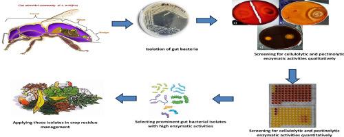 Deciphering the complex interplay between gut microbiota and crop residue breakdown in forager and hive bees (Apis mellifera L.)