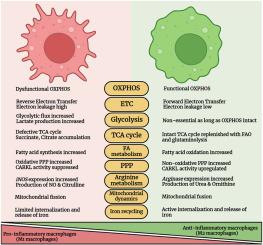 Mitochondrial electron transport chain in macrophage reprogramming: Potential role in antibacterial immune response