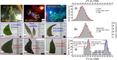 Newly-found ferns in an artificially illuminated deep karst cave have the most negative known carbon isotope values