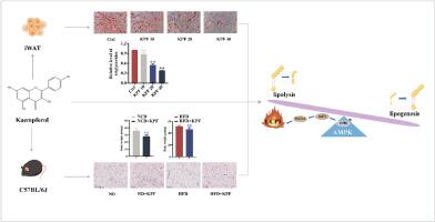 Dietary kaempferol exerts anti-obesity effects by inducing the browing of white adipocytes via the AMPK/SIRT1/PGC-1α signaling pathway