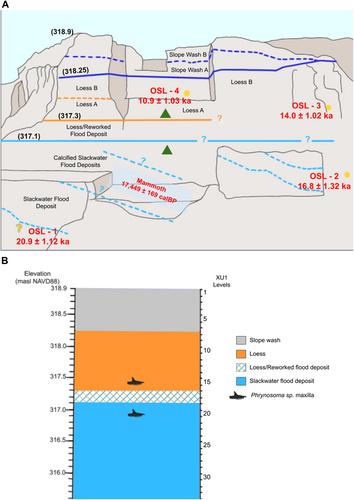 First reported fossil occurrences of Phrynosoma sp. from the Columbia Plateau (Washington State, USA) dated to the Late Pleistocene