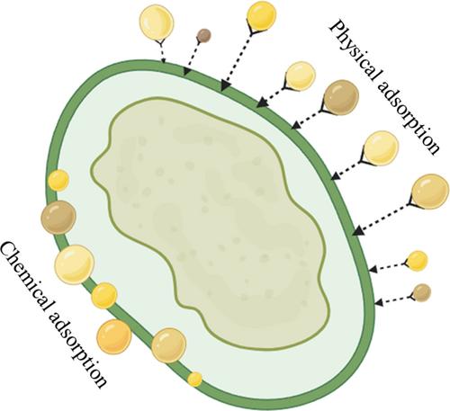 Reusing Waste to Save Our Water: Regenerable Bioadsorbents for Effective Oil Sequestration