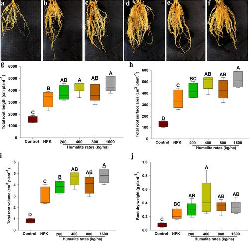 Humalite enhances the growth, grain yield, and protein content of wheat by improving soil nitrogen availability and nutrient uptake