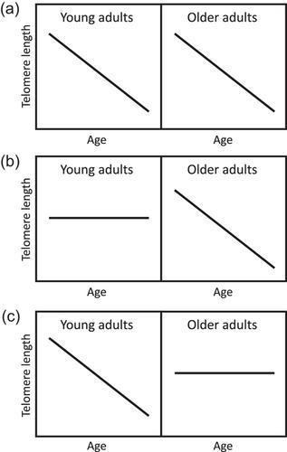 The association between age and telomere length is age-dependent: Evidence for a threshold model of telomere length maintenance