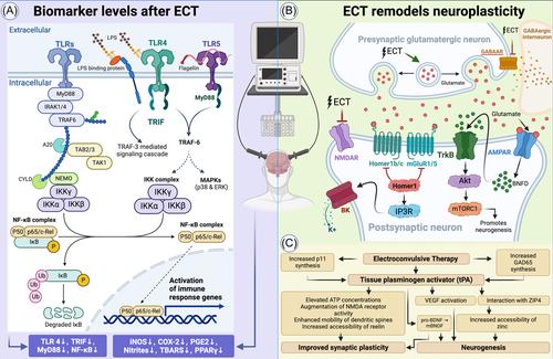 The role of Toll-like receptors in neuropsychiatric disorders: Immunopathology, treatment, and management