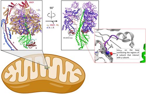 H+-slip correlated to rotor free-wheeling as cause of F1FO-ATPase dysfunction in primary mitochondrial disorders