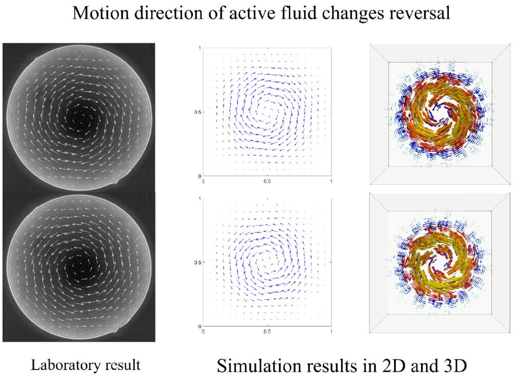 Unconditionally stable fully-discrete finite element numerical scheme for active fluid model