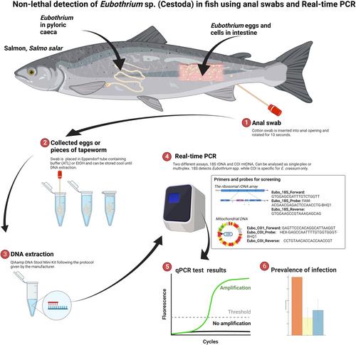 Non-lethal detection of Eubothrium crassum (Cestoda) in farmed Atlantic salmon, Salmo salar, using anal swabs and real-time PCR