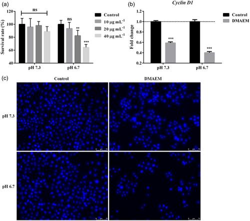 A pH-Sensitive Smart Monomer Prevents Oral Cancer Progression