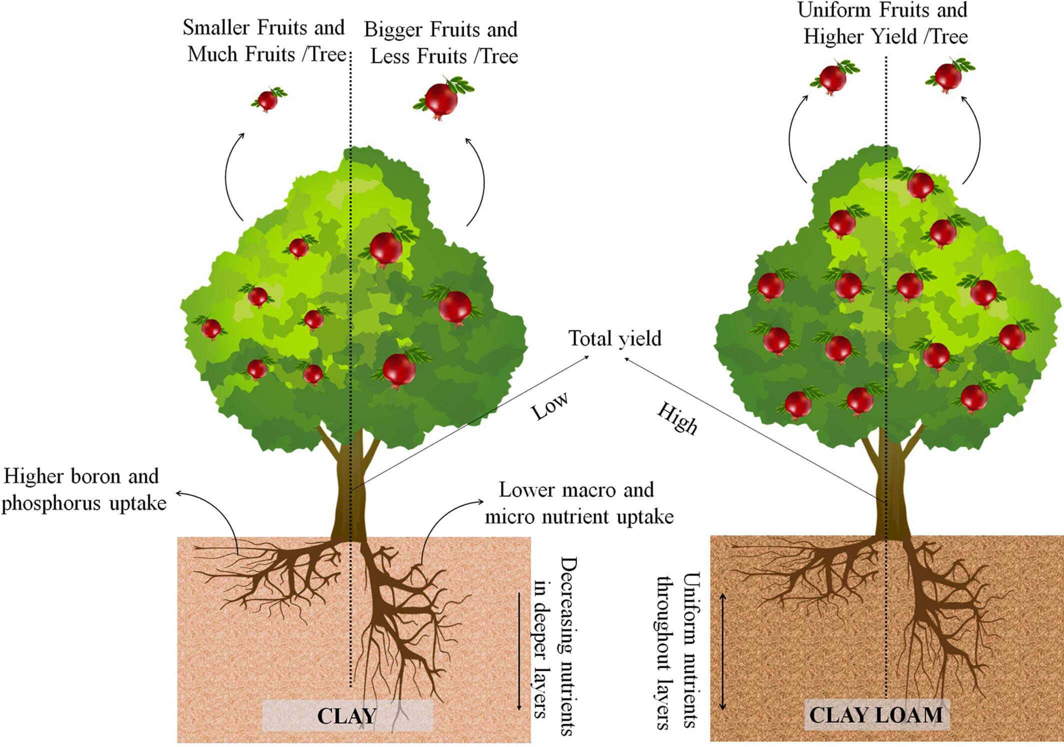 Pomegranate's (Punica granatum L.) fruit quality and nutrient content are influenced by soil fraction × root architecture interaction